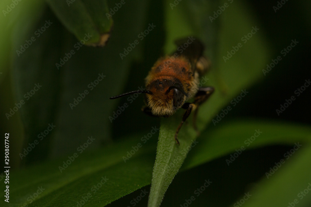 Fototapeta premium Sharp-tailed Bee (Coelioxys species)