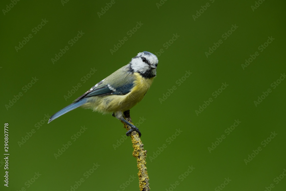 Eurasian blue tit sitting on a branch Eurasian blue tit sitting on a branch