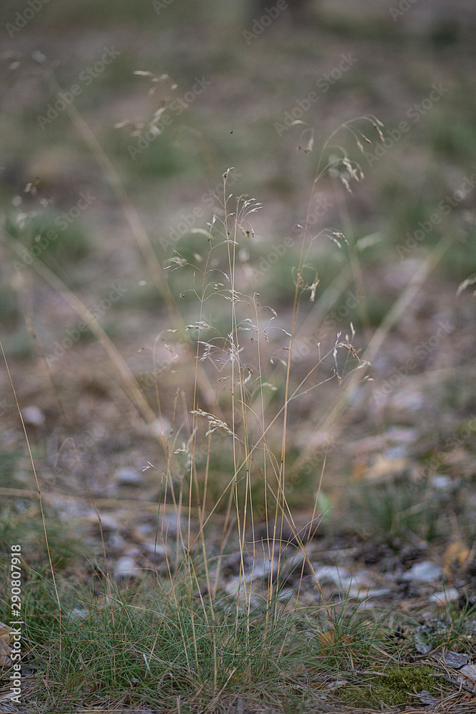grass in the forest grass in the forest