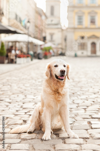 Happy smiling golden retriever young dog on pavement in old european city downtown. Summer morning solar bright effect. Pets friendly vacations travel concept. Dog on the background of architecture.