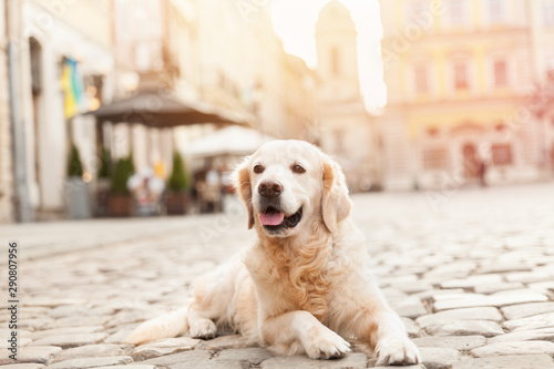 Happy smiling golden retriever young dog on pavement in old european city downtown. Summer morning solar bright effect. Pets friendly vacations travel concept. Dog on the background of architecture.