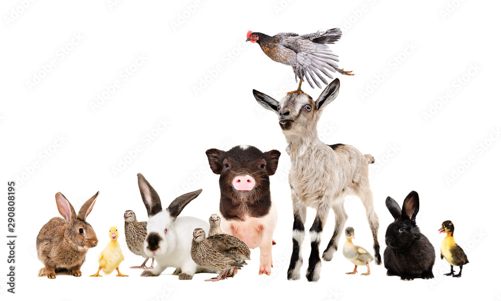 Group of funny farm animals together isolated on white background Stock  Photo | Adobe Stock