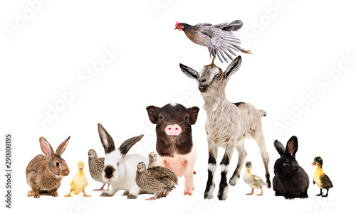 Group of funny farm animals  together isolated on white background