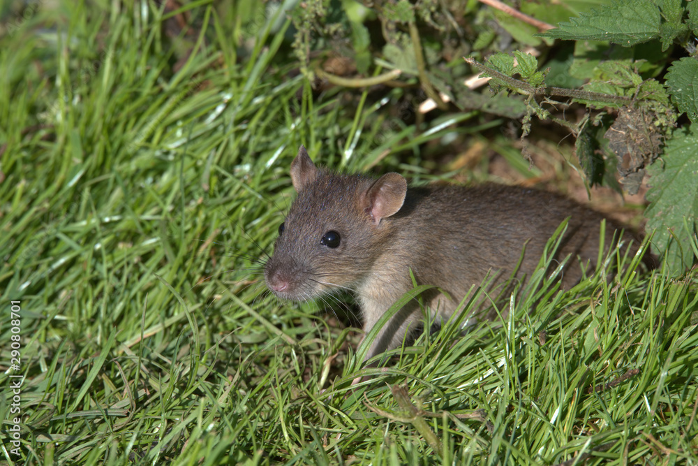 Common Brown Rat Common Brown Rat