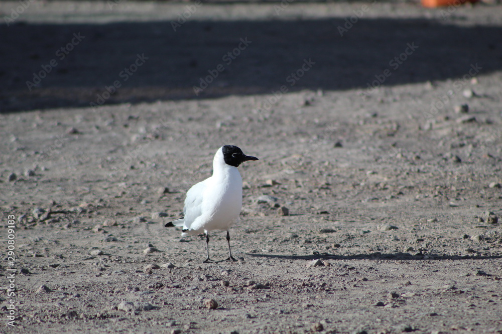 Fototapeta premium gaivota4