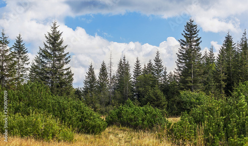 Forest landscape. Summer sunny day. Clouds in the sky.