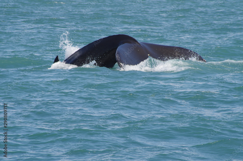 Fototapeta premium Walflosse