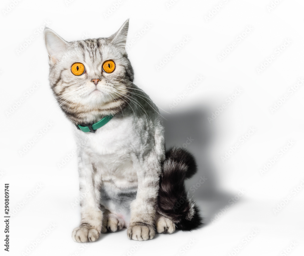 funny groomed cat with big yellow eyes close up on a white background