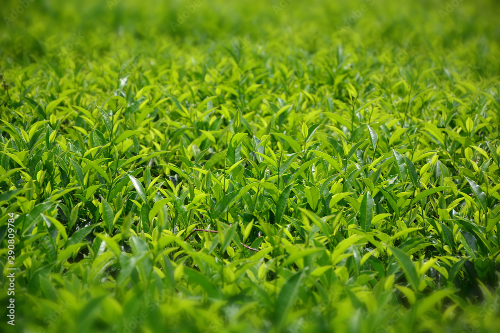 Tea plantation in Sri Lanka Tea plantation in Sri Lanka