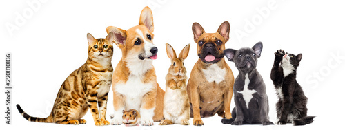 cat and dog and a rabbit and a hamster together on a white background