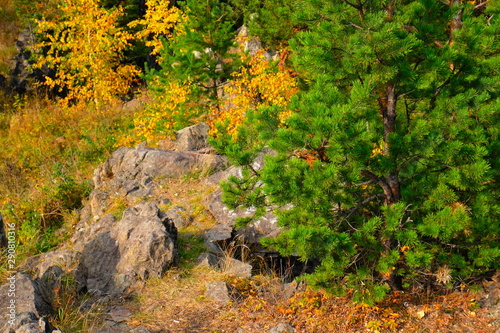 Pulchra colores natura autumnus in Ural Russia photo