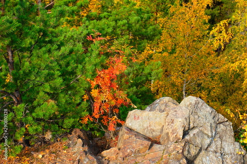 Pulchra colores natura autumnus in Ural Russia photo