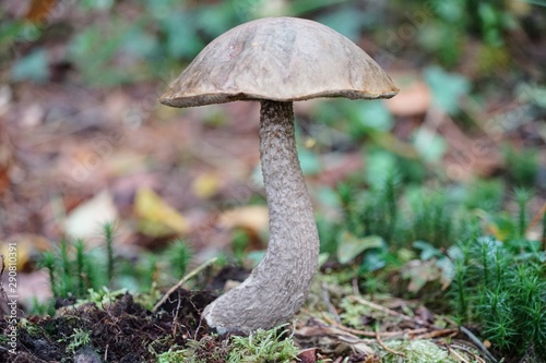 Mushroom on a Forest Floor