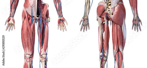 Fotografia Human Anatomy,  Limbs and hip skeletal, muscular and cardiovascular systems
