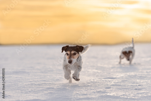 Jack Russell Terrier dog is running fast in a atmospheric sunrise © Karoline Thalhofer