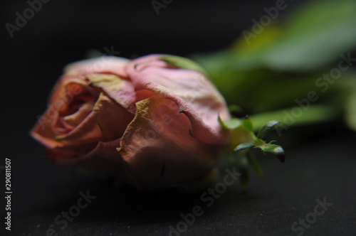 Pink rose photo