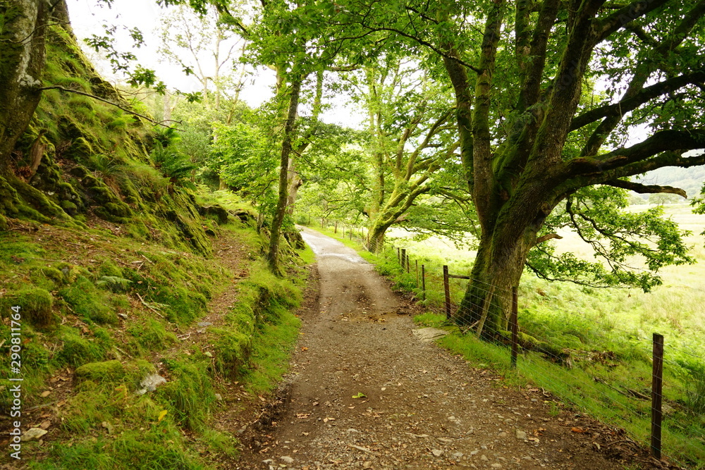 Fototapeta premium Trees in a Highland Valley