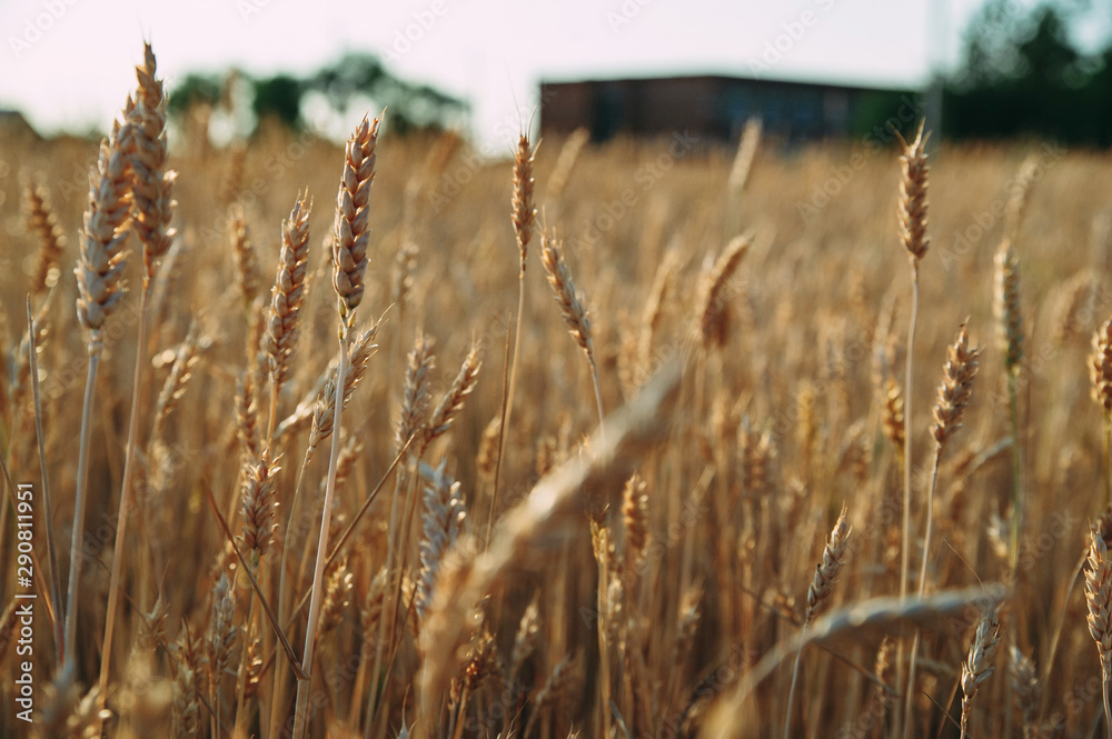 Obraz premium Golden wheat field of wheat ears. summer