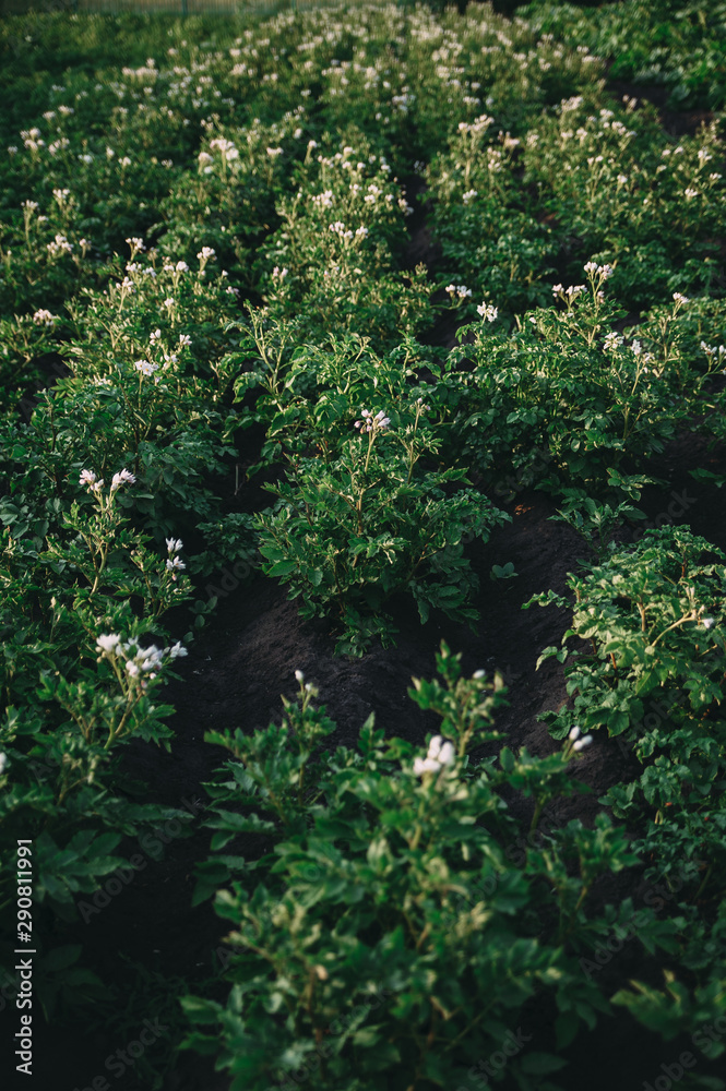 Fototapeta premium A Flowering potatoes in the summer day