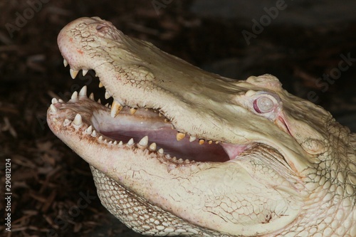 Images of captive alligators and crocodiles from Alligator Adventure in Myrtle Beach  S.C.