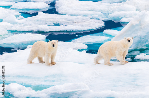 Valokuvatapetti Polar bear cubs walking on the ice pack in the Arctic Circle, Barentsoya, Svalba