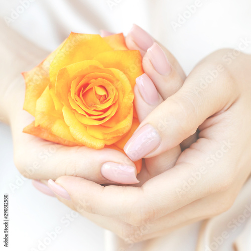 Female hands are holding an orange rose in their hands.
