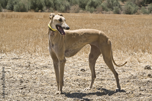 Purebred Spanish Greyhound  Andalusia  Spain