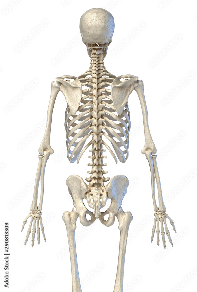 Human anatomy, bone skeleton viewed from the back.