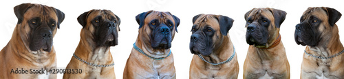 A rare breed of dog - the Boerboel (South African Mastiff). Six red dogs with amber eyes on white background, isolated, close up photo