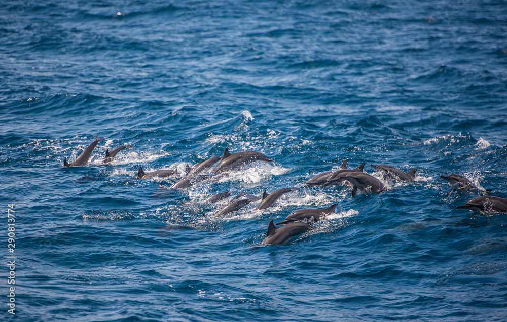 Fototapeta premium Whale and dolphin watching in Sri Lanka