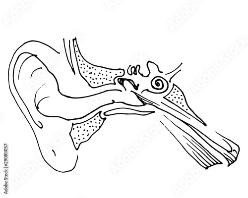 Human anatomy scientific hand drawn illustration: Ear and Auditory system stock illustration