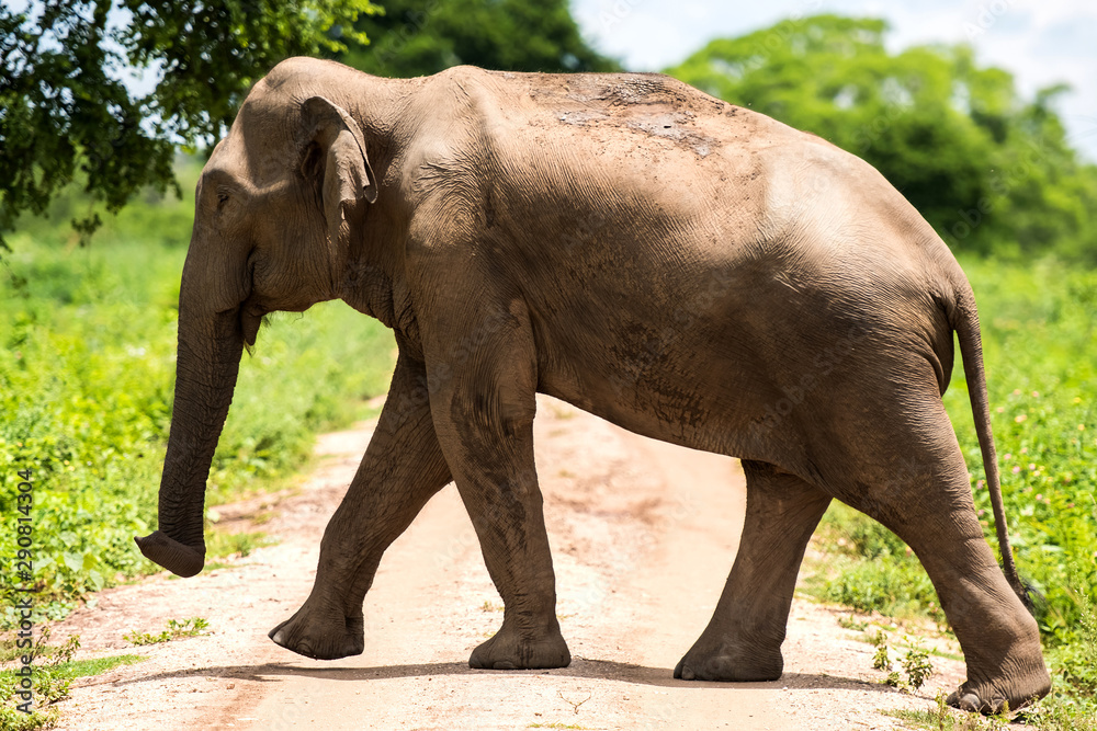 Wild elephants in beautiful landscape in Sri Lanka