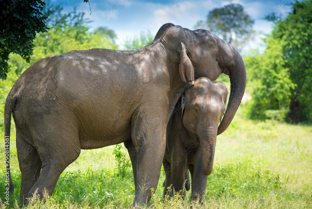 Fototapeta premium Wild elephants in beautiful landscape in Sri Lanka