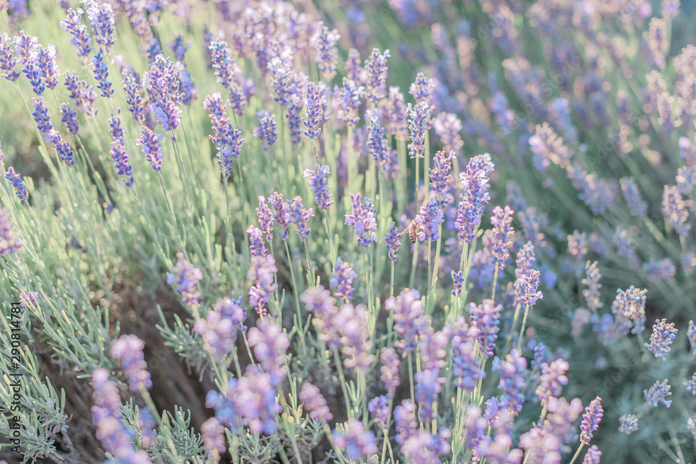 Obraz premium Lavender field