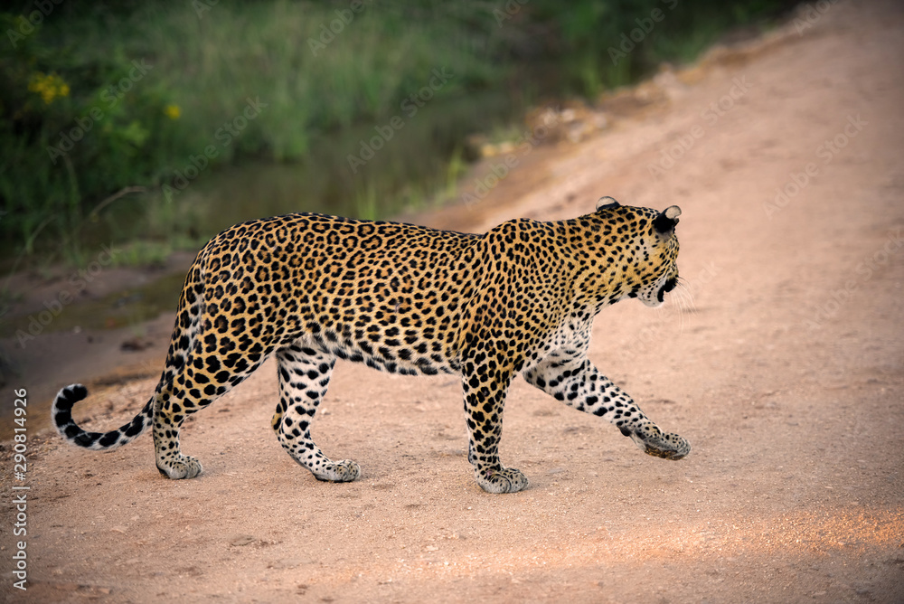 Fototapeta premium Sri lankan leopard in the jungle