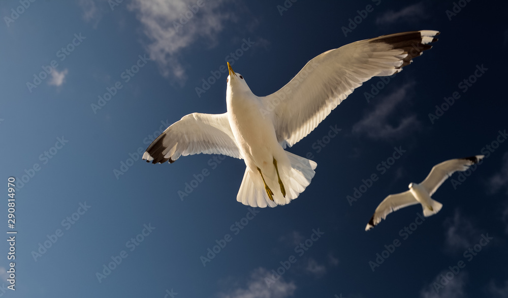 Fototapeta premium seagull