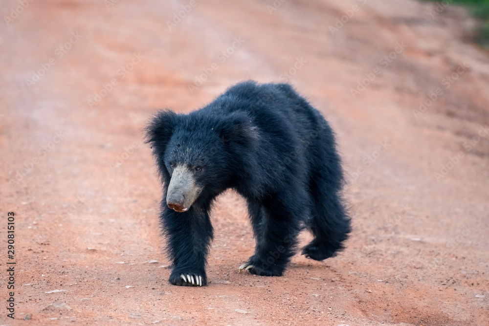 Sri lankan bear in Yala national park, Sri Lanka Sri lankan bear in Yala national park, Sri Lanka