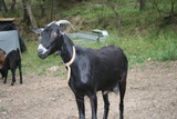 DOMESTIC GOAT IN THE FIELD