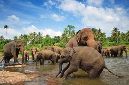 Wild elephants in beautiful landscape in Sri Lanka