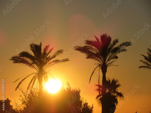 Sun set with palm trees in portugal