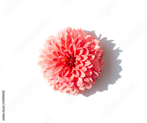 Pink Dahlia flower close up on the white background. Top view