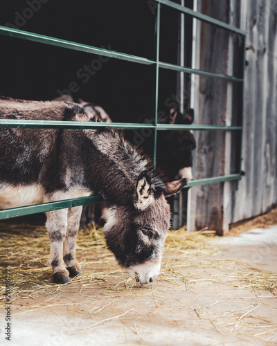 Εκτύπωση καμβά Mini Donkey Feeding