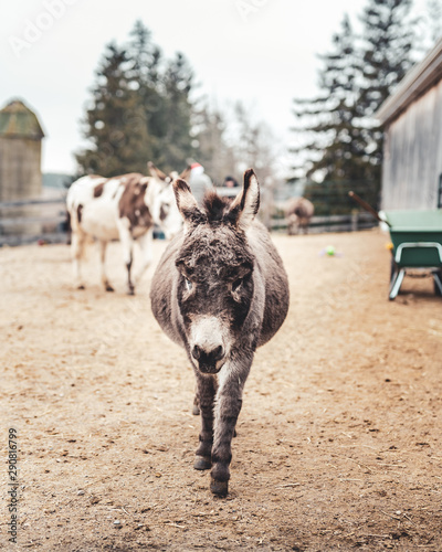 Εκτύπωση καμβά Wandering donkey