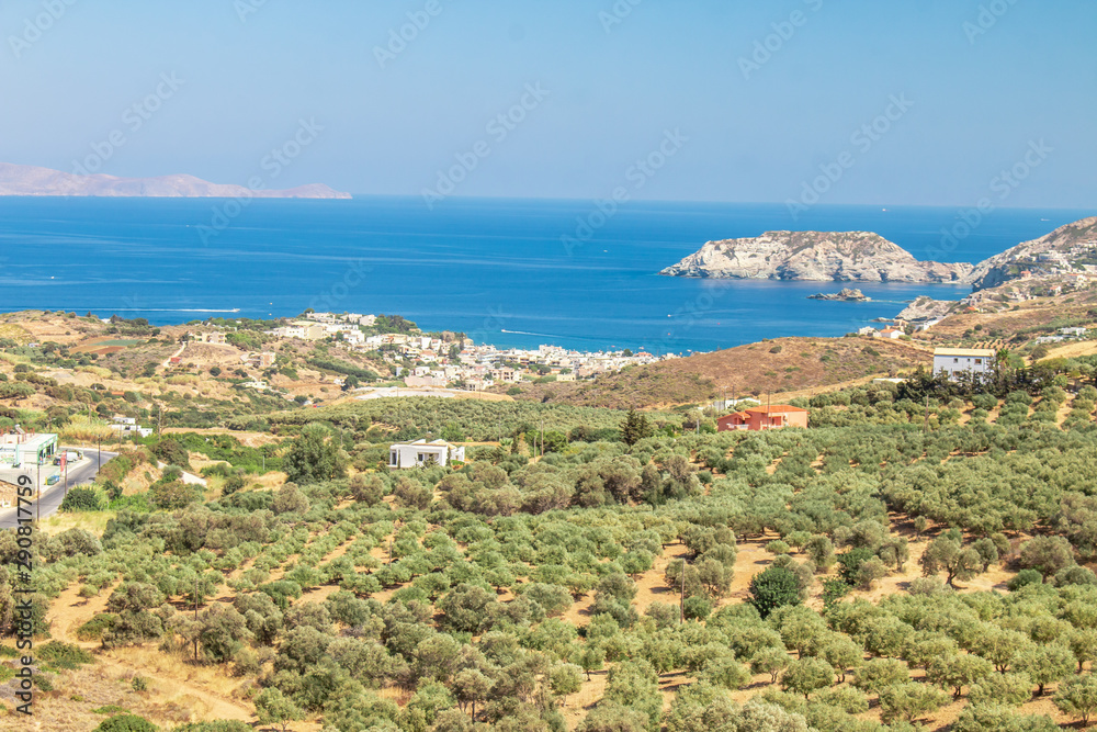 Olive plantation with mountains and Aegean Sea on the background. Industrial agriculture growing olive trees. Growing olives. Olive trees Crete island Greece.