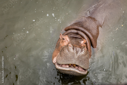 Hippo with open muzzle in the water.Hippopotamus or hippo, is a large, mostly herbivorous, semiaquatic mammal native to sub-Saharan Africa