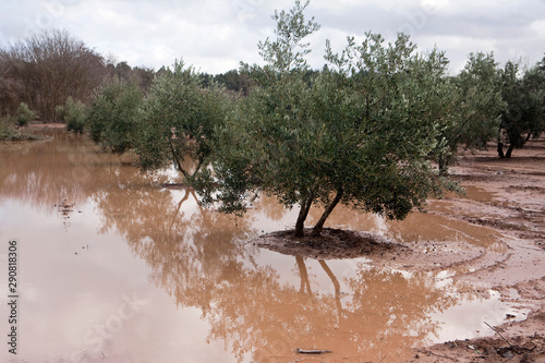 Cultivation of olive trees, flooded by heavy rains, disaster ecological change climate on the planet, Spain