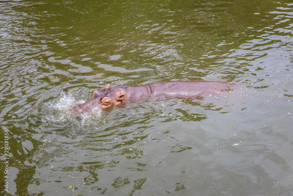 Obraz premium Hippo with open muzzle in the water.Hippopotamus or hippo, is a large, mostly herbivorous, semiaquatic mammal native to sub-Saharan Africa