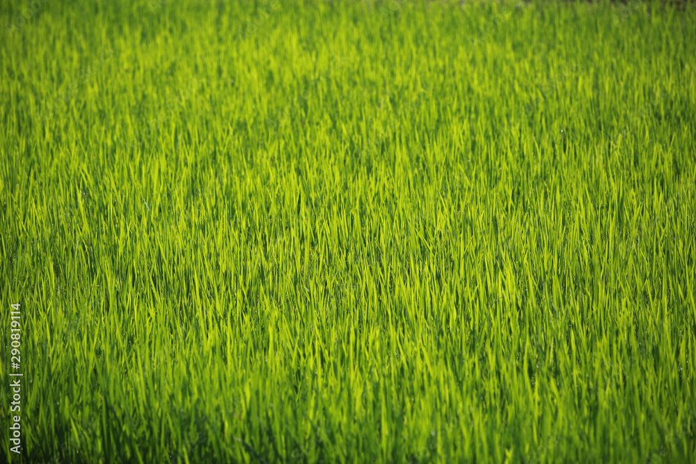 Background of green grass. Beautiful nature Background of green grass. Beautiful nature
