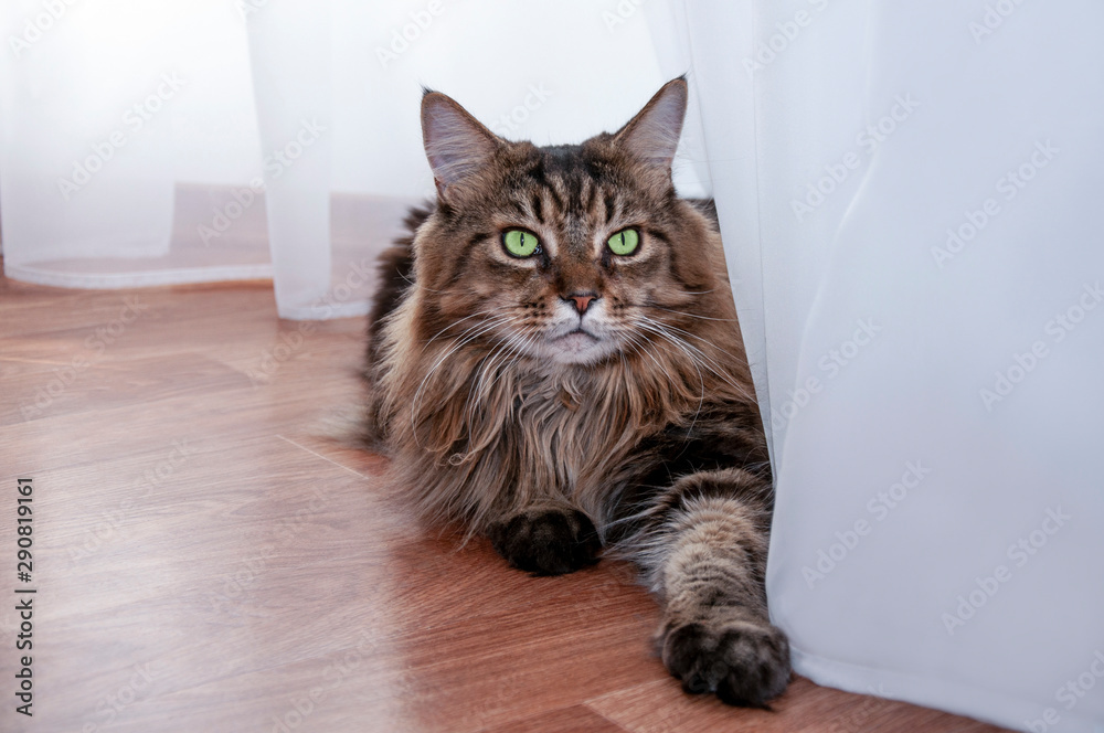 Maine coon cat with green eyes lies. Maine coon cat with green eyes lies.