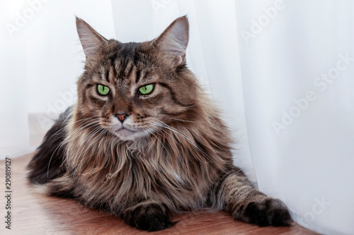 Maine coon cat with green eyes lies. looking away